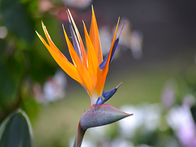 One day Costa Rica Irazu Volcano/Orosi Valley/Lankester Garden Tour